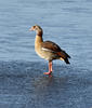 Nilgans