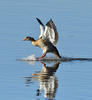 Nilgans