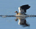 Nilgans