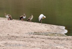 Nilgans