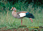 Nilgans