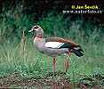 Nilgans