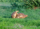 Pantherschildkröte