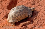 Pantherschildkröte