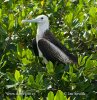 Prachtfregattvogel