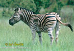 Steppenzebra Pferdezebra