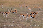 Thomson-Gazelle