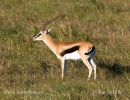 Thomson-Gazelle