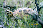 Vierzehenschildkröte