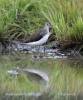 Waldwasserläufer