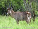 Wasserbock