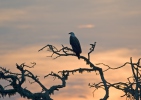 Weißbauchseeadler