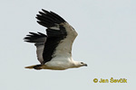 Weißbauchseeadler