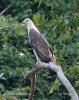 Weißbauchseeadler