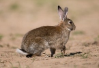 Wildkaninchen