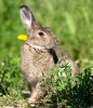 Wildkaninchen