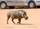 Wüstenwarzenschwein