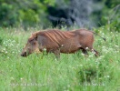 Wüstenwarzenschwein