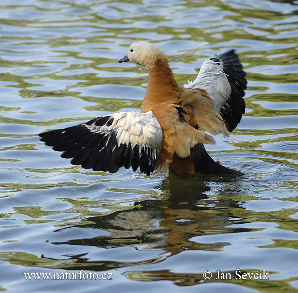 uddy Shelduck