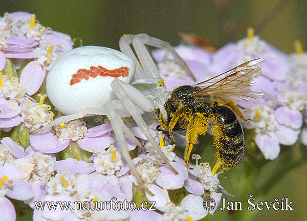 Veränderliche Krabbenspinne