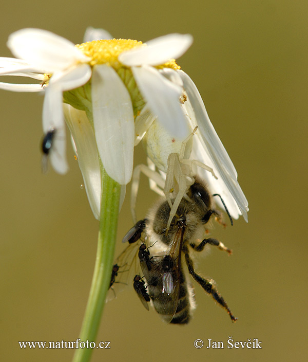 Veränderliche Krabbenspinne