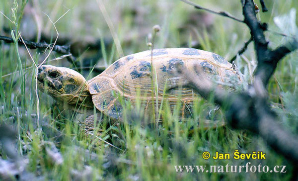 Vierzehenschildkröte