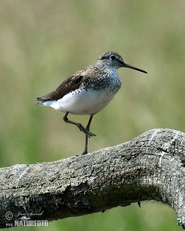 Waldwasserläufer