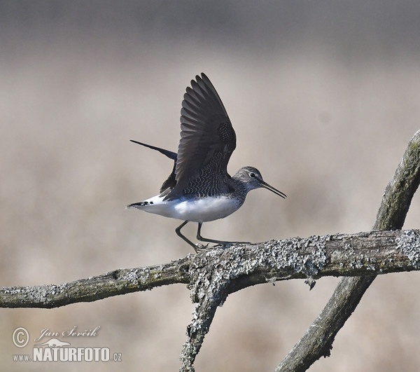 Waldwasserläufer