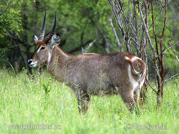 Wasserbock