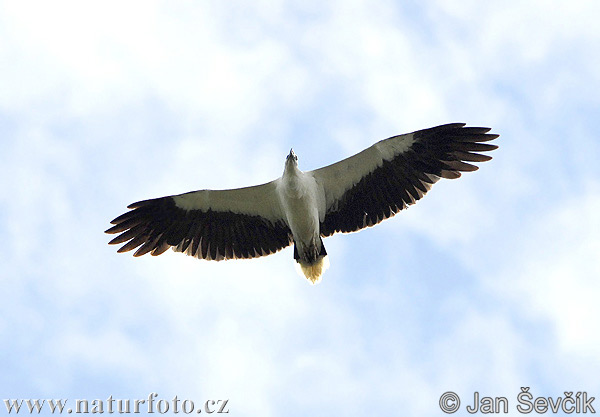 Weißbauchseeadler