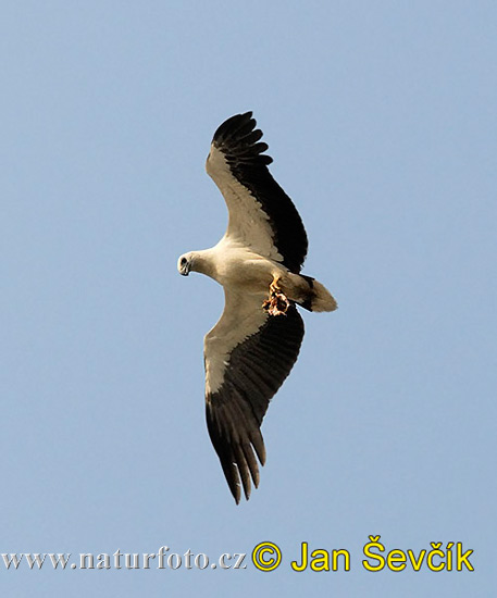 Weißbauchseeadler