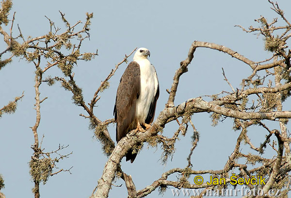 Weißbauchseeadler