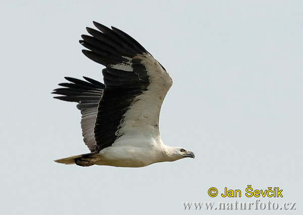 Weißbauchseeadler