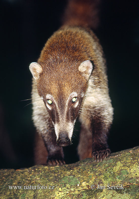 Weißrüssel-Nasenbär