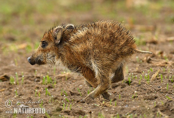 Wild Boar (Sus scrofa)