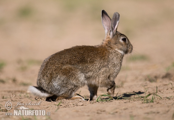 Wildkaninchen