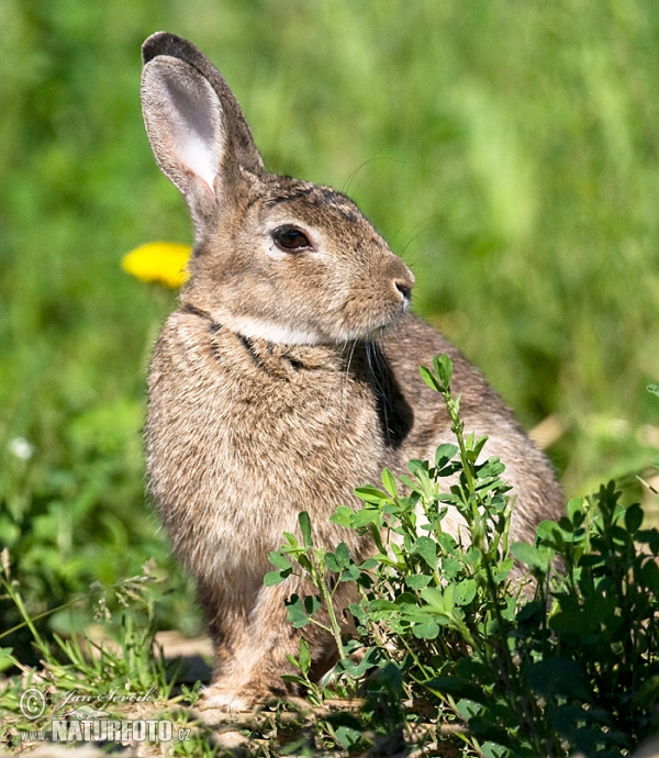 Wildkaninchen