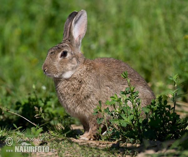 Wildkaninchen