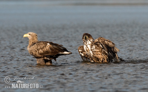 Zeearend vogel