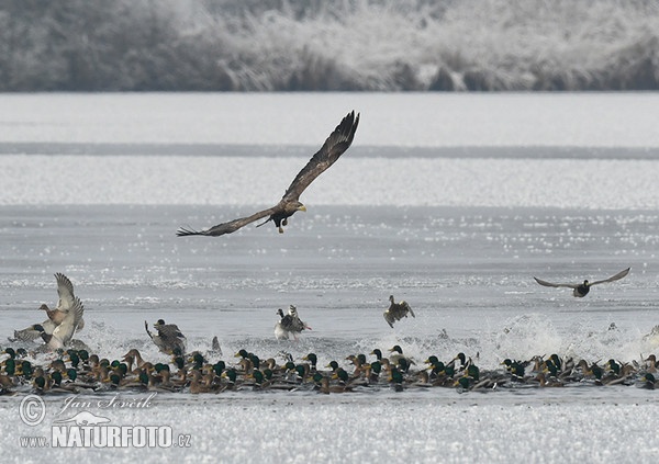 Zeearend vogel