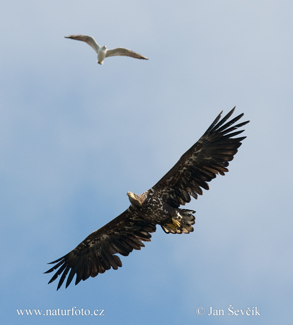 Zeearend vogel