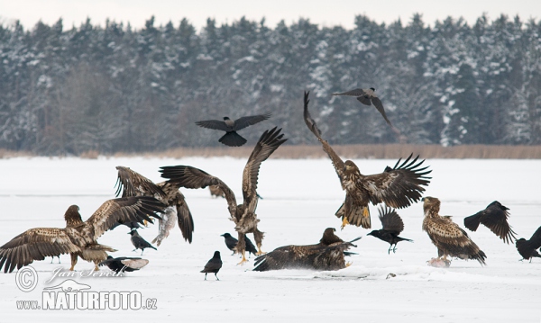 Zeearend vogel