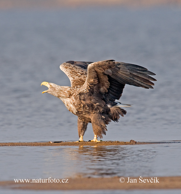 Zeearend vogel