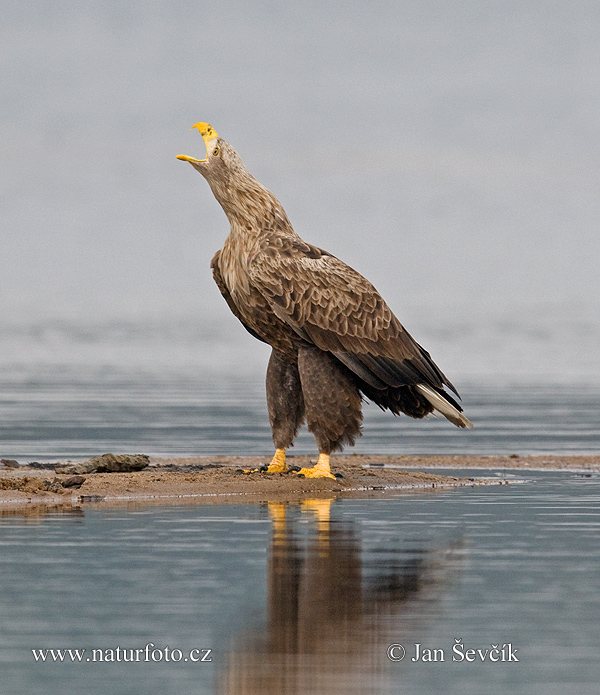 Zeearend vogel