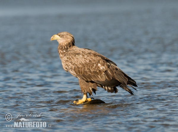 Zeearend vogel