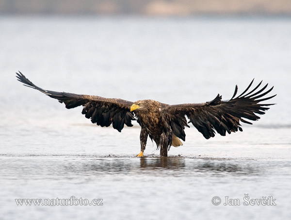 Zeearend vogel