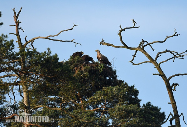 Zeearend vogel