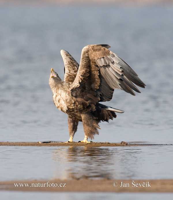 Zeearend vogel