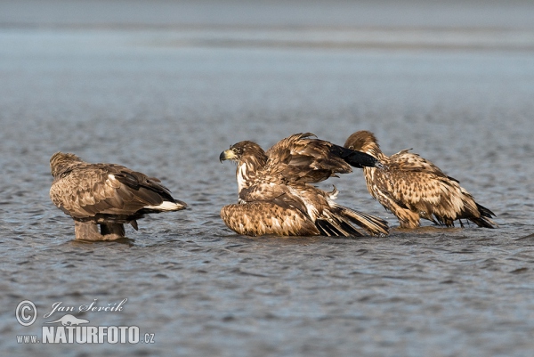 Zeearend vogel