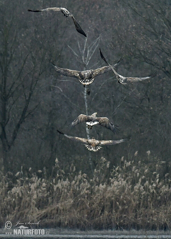 Zeearend vogel